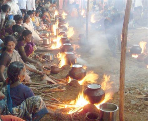 Pongal | Harvest, Tamil Nadu & Rice | Britannica