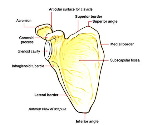 Scapula (Shoulder Blade) Anatomy – Earth's Lab