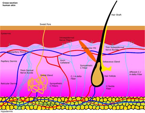 Sensory Nerve Fibers