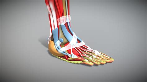 Human Foot Anatomy - 3D model by Glync Innotek (3dPiX) (@3dPixStudios ...