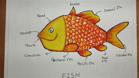 How to draw Fish,Well labelled Fish drawing,Fish Diagram, Biology ...