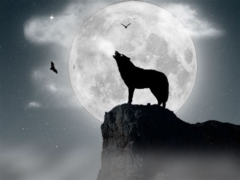 Moon Wolf Wallpaper | Moon wolf, Wolf wallpaper, Wolf howling