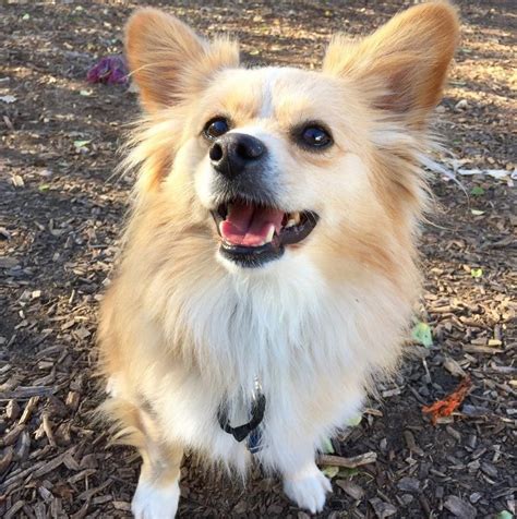 Corgi Pomeranian Mix Breeders - Pets Lovers