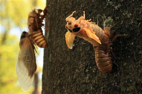 Brood X cicadas emerge after 17 years to swarm the Northeast (Warning ...