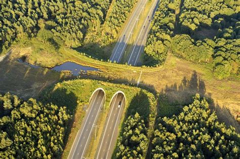 These Wildlife Crossings are Animal Bridges to Ensure Animal Safety