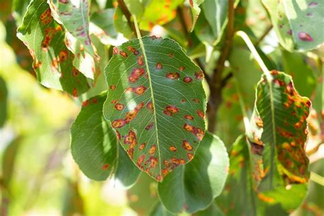 Pear Tree Leaves Brown Spots | Leafandtrees.org