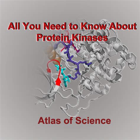 protein kinases – Atlas of Science