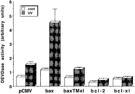 A caspase-3 like activity was assayed using the fluorogenic substrate ...