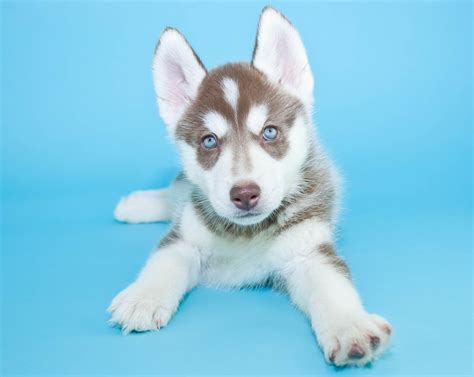 7 Siberian Husky Pups With Stunning Blue Eyes