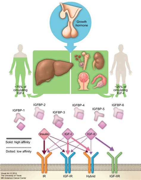 insulin-like growth factor-i (iGF-i) axis and variable sources of iGF-i ...