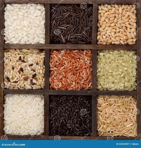 Rice Varieties Realistic Collection Cartoon Vector | CartoonDealer.com ...