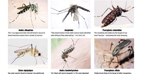 Gambar Telur Nyamuk Anopheles – analisis