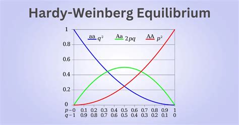 Hardy Weinberg Equilibrium in Population Genetics | Anthroholic