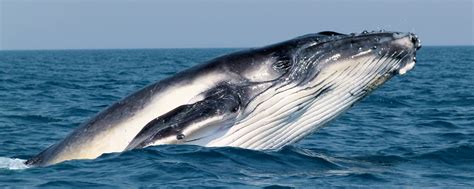 Whales – Australian Antarctic Program