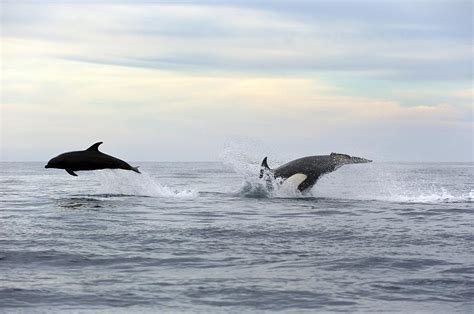 Killer Whale Hunting Photograph by Christopher Swann - Fine Art America