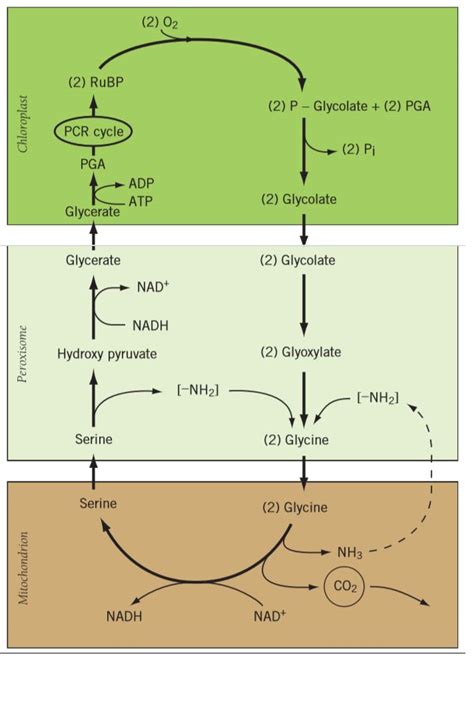 C2-cycle - Study Solutions