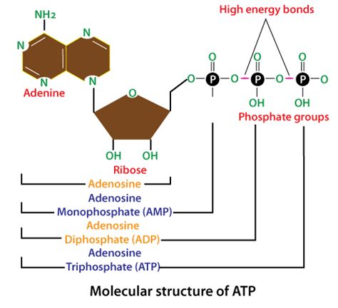 Adenosine Diphosphate Structure