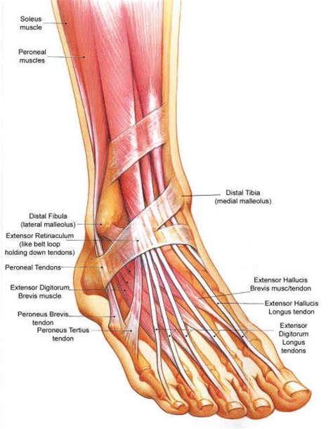 The Ankle | Advanced Injury Treatment Center