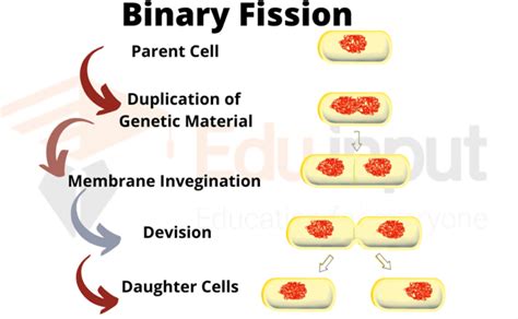 What is Binary Fission?-Definition, Types and Mechanism