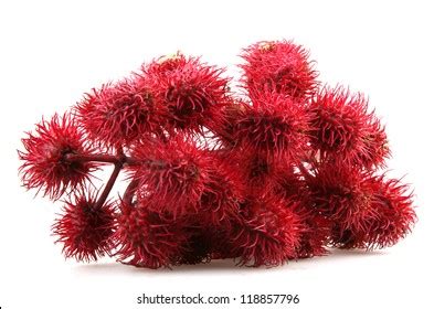 Castor Oil Plant Flowers On White Stock Photo 118857796 | Shutterstock