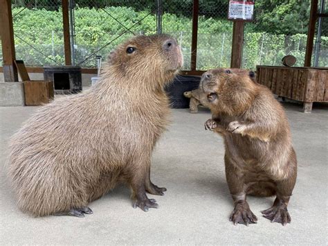 mildly annoyed capybara, talkative beaver and introvert turtle/tortoise ...