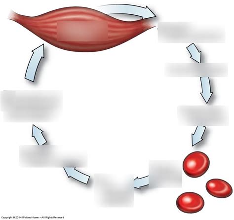 Erythropoiesis Diagram | Quizlet