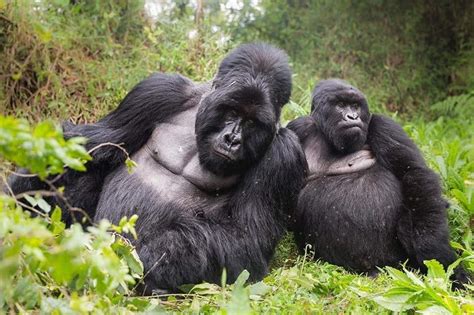 life cycle of a gorilla - All what you have know - Pamoja Safaris