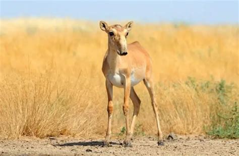 Saiga Antelope - Description, Habitat, Image, Diet, and Interesting Facts