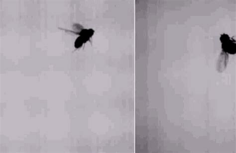 Two Flies One Shit GIFs - Get the best GIF on GIPHY