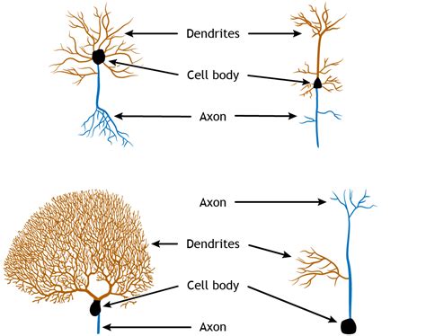 The Neuron – Foundations of Neuroscience