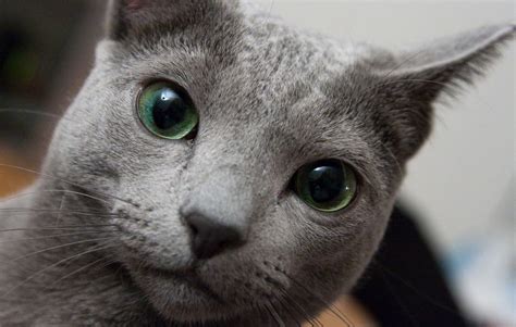 Russian Blue Cat • Purrfect Cat Breeds