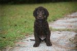 Irish Water Spaniel Puppies for Sale from Reputable Dog Breeders