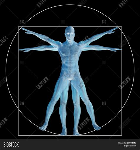 High Resolution Vitruvian Human Man Image & Photo | Bigstock