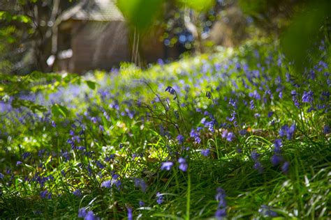 Flowers In Forest Free Stock Photo - Public Domain Pictures