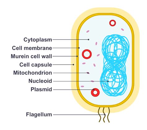 Morphology, Different shapes of bacterial cell