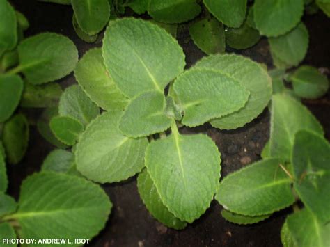 Ako si ANDREW IBOT!: Oregano - Halamang Gamot / Herbal Medicine