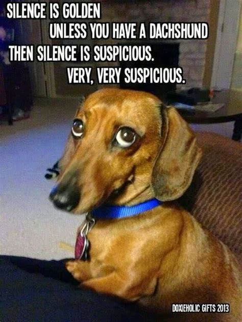 12 Best Dachshund Memes of All Time