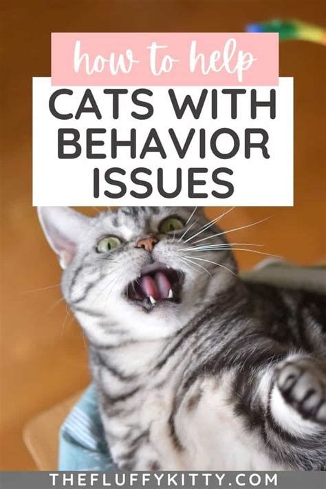 Ultimate Guide to Cat Behavioral Problems & How to Help - The Fluffy Kitty