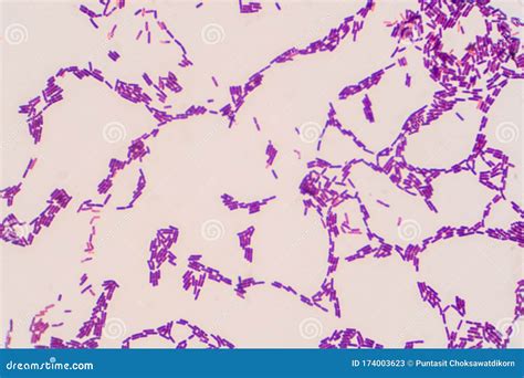 Gram Stain Microscope Images