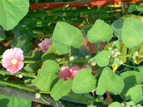 Alcea rosea (Hollyhock, Hollyhocks) | North Carolina Extension Gardener ...