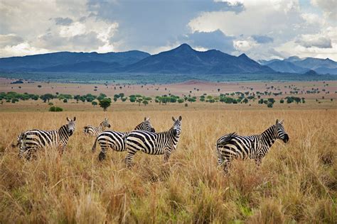 Kidepo Valley National Park | Uganda Attractions - Lonely Planet