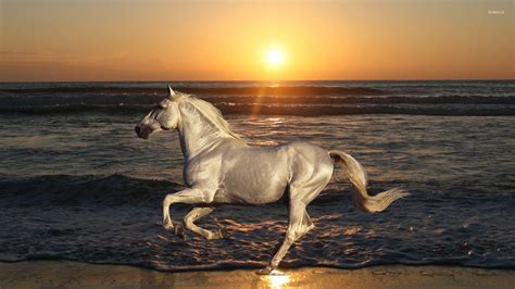 White horse running on the beach wallpaper - Animal wallpapers - #54189