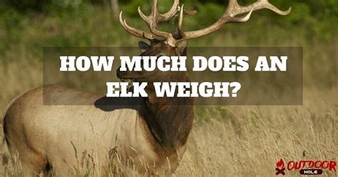 Elk Weight Chart | Blog Dandk