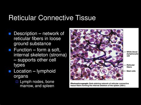 Histology. - ppt download