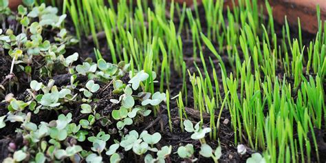 Complete List of Main Types of Microgreens You Can Grow | GroCycle