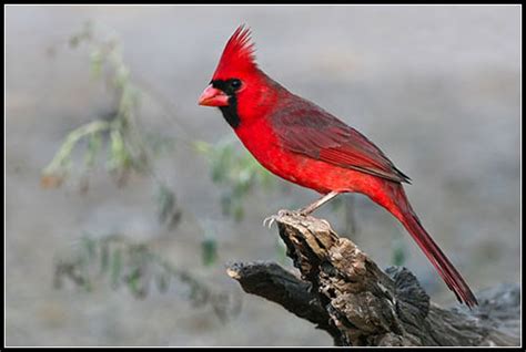 Northern Cardinal | Texas Cardinals have something special i… | Flickr