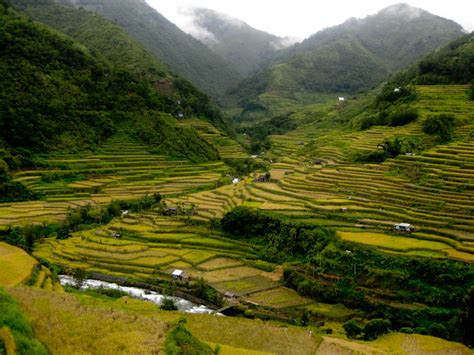 The Official Blog Site of Sen. Kiko Pangilinan: Save the Ifugao Rice ...