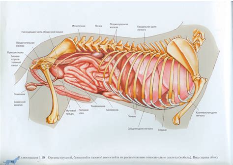 Internal Organs Diagram Right Side Pain ~ Organs Appendix Organos ...