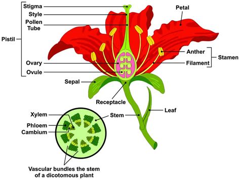 Parts of a Flower and Plant and Their Functions (8 Diagrams: Flower ...