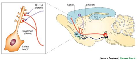 Dopamine–glutamate interactions in the striatum.Approximately 95% of ...